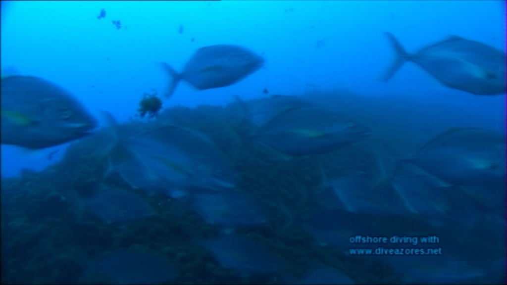 Workshop sobre Aquacultura nos Açores