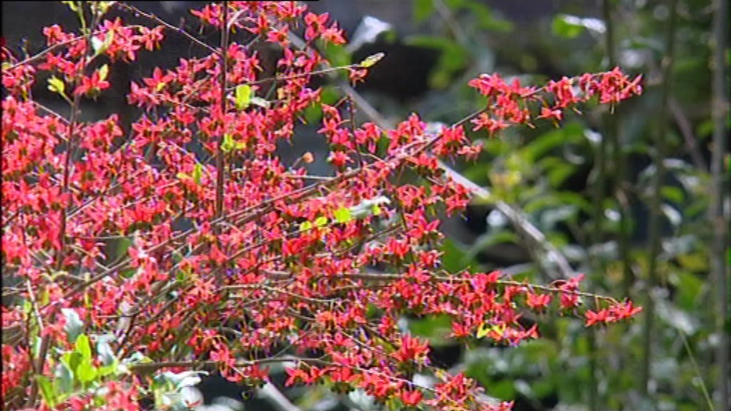 Aplicação informática sobre a flora endémica dos Açores