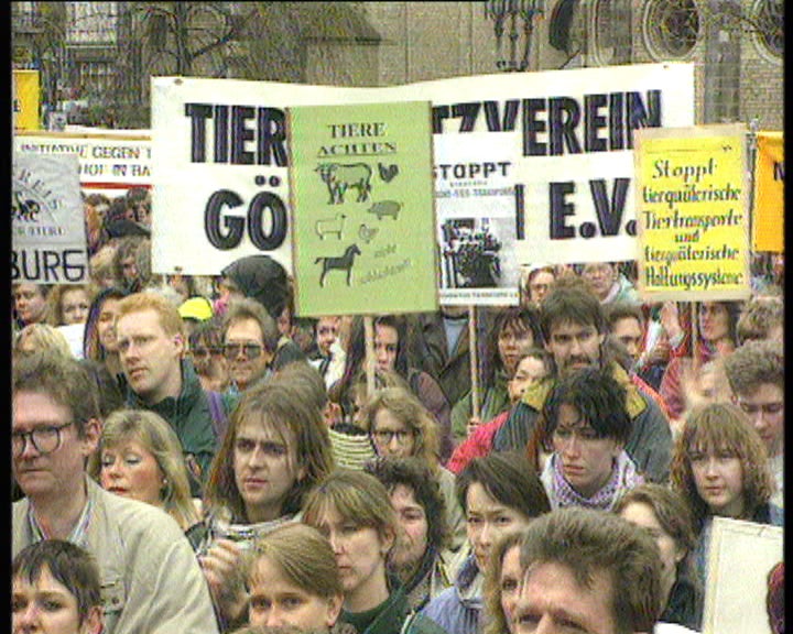 Transporte de gado bovino