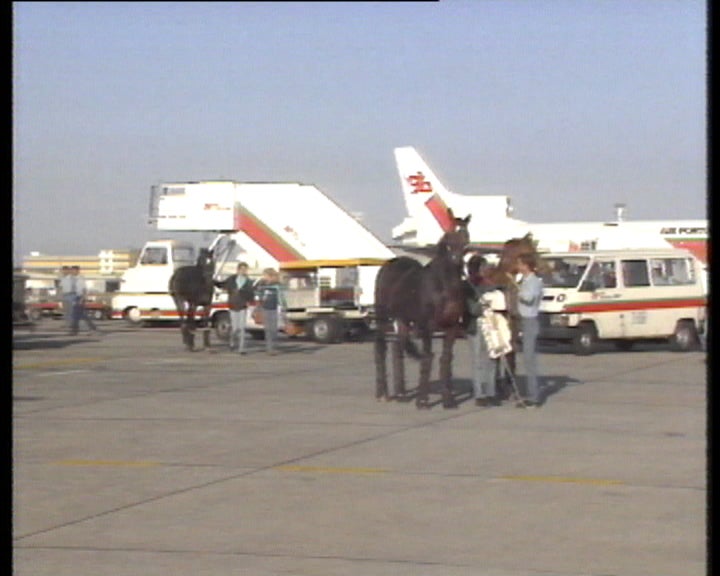 Chegada de cavalos ao aeroporto