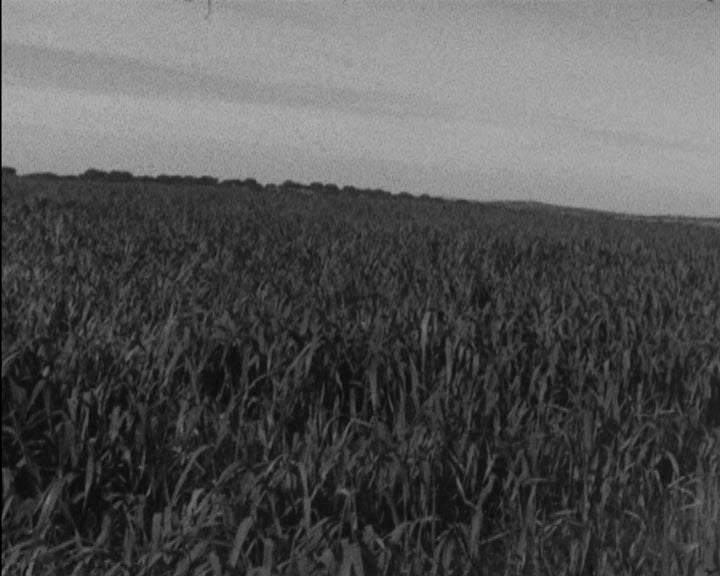 Cooperativa de Produção Agrícola Corte Negra