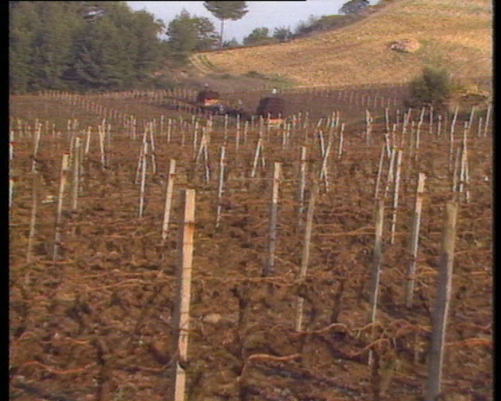 Aumento do Preço do Vinho