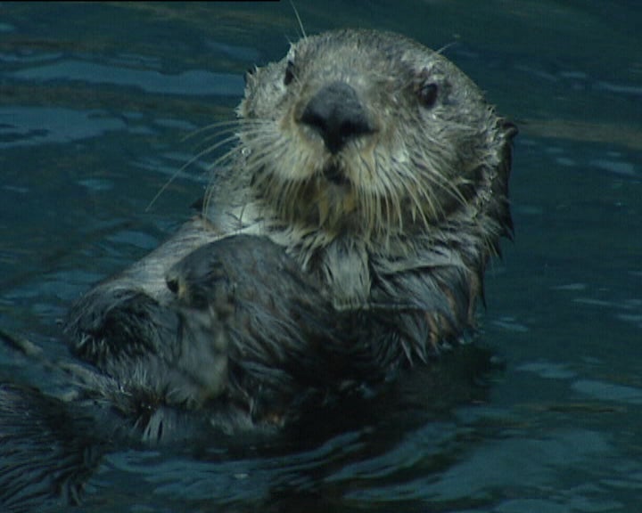 Lontra Macho “Eusébio” morre no Oceanário de Lisboa