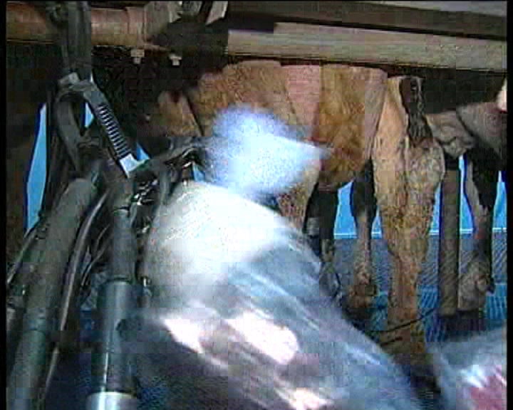 Ordenha na Quinta da Cioga