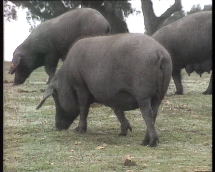 Peste suína preocupa autoridades