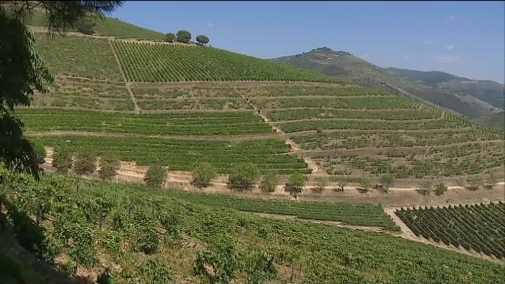 Rota Turística do Vinho