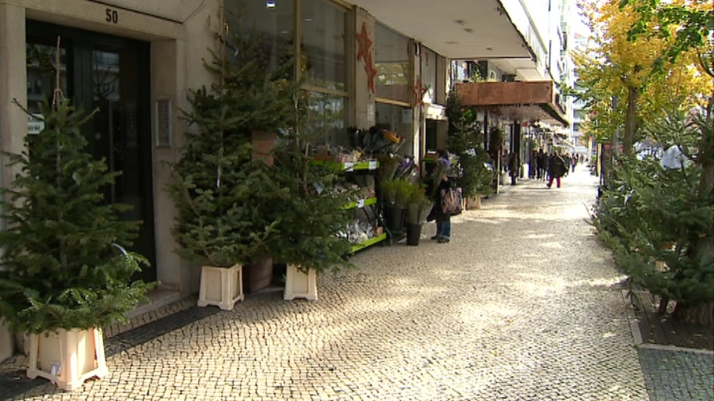 Pinheiros de Natal naturais