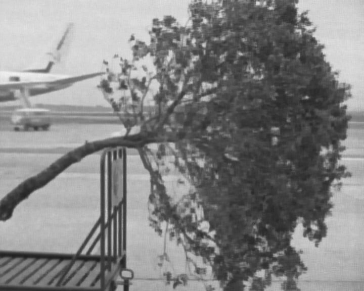 Azinheira de Fátima para os EUA