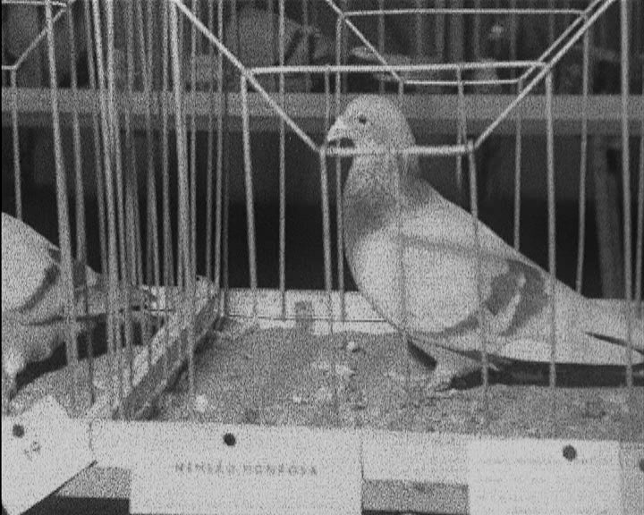 Exposição Columbófila em Évora