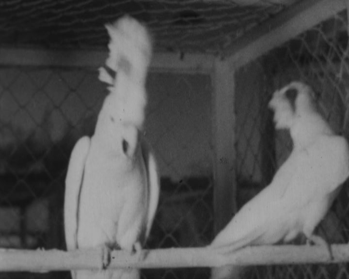 Exposição internacional de aves