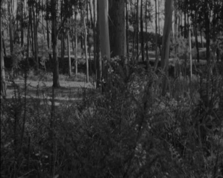 Prova de Corta-mato Inter-regional