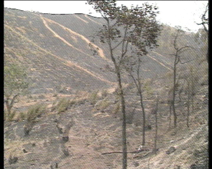 Incêndio florestal no Cercal
