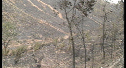 Incêndio florestal no Cercal