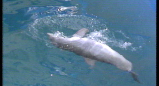 Apresentação de um golfinho bebé nascido em Portugal
