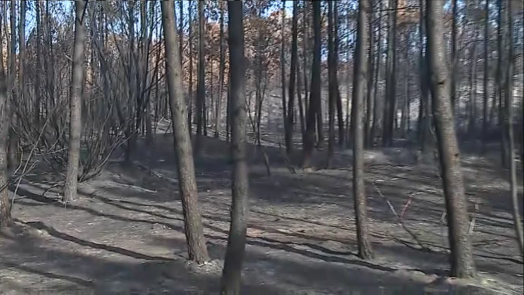 Estragos na Mata das Dunas de Quiaios