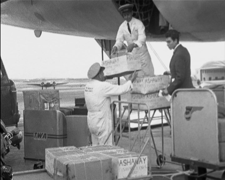 Chegada de robalos listados a Lisboa