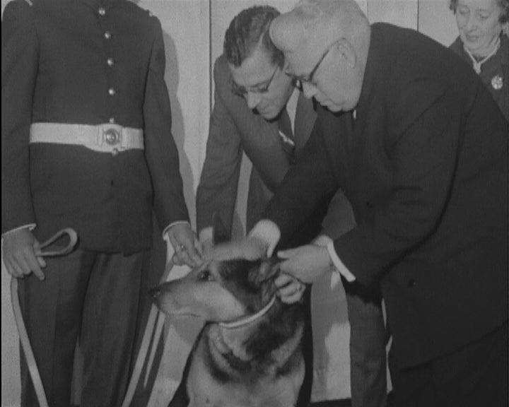 Cão da GNR recebe medalha