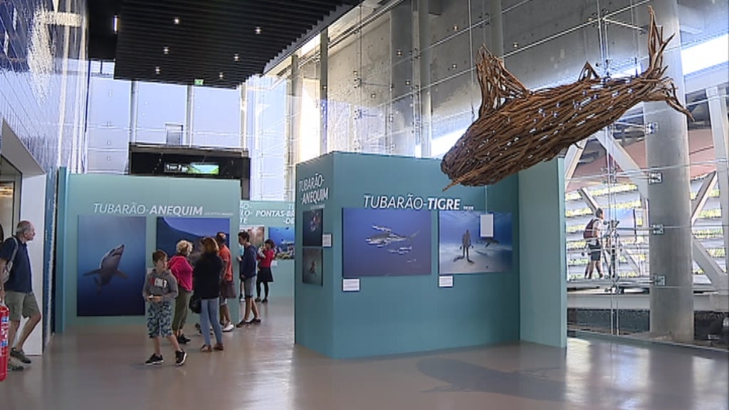 Exposição “Sharks: uma missão de Brian Skerry”