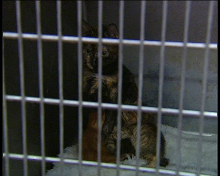 Canil e Gatil de Lisboa