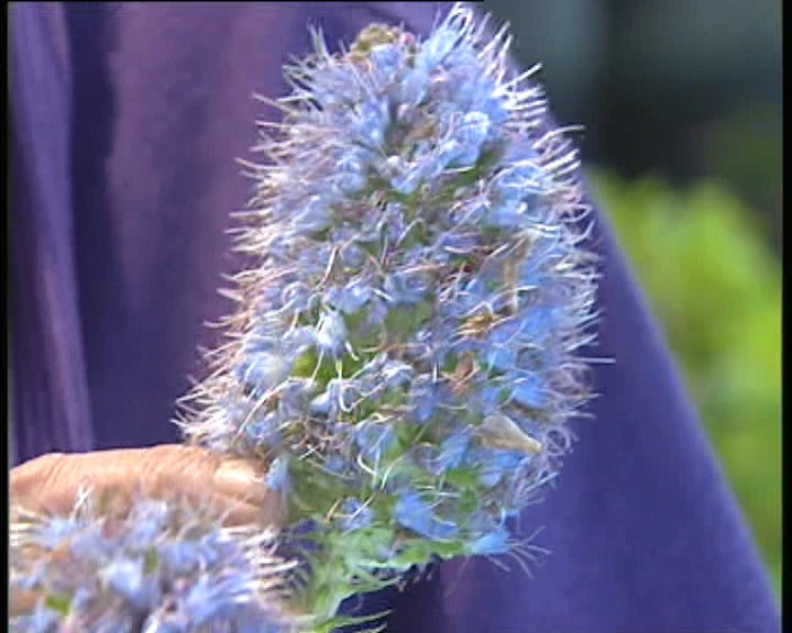 Festa da Flor na Madeira I
