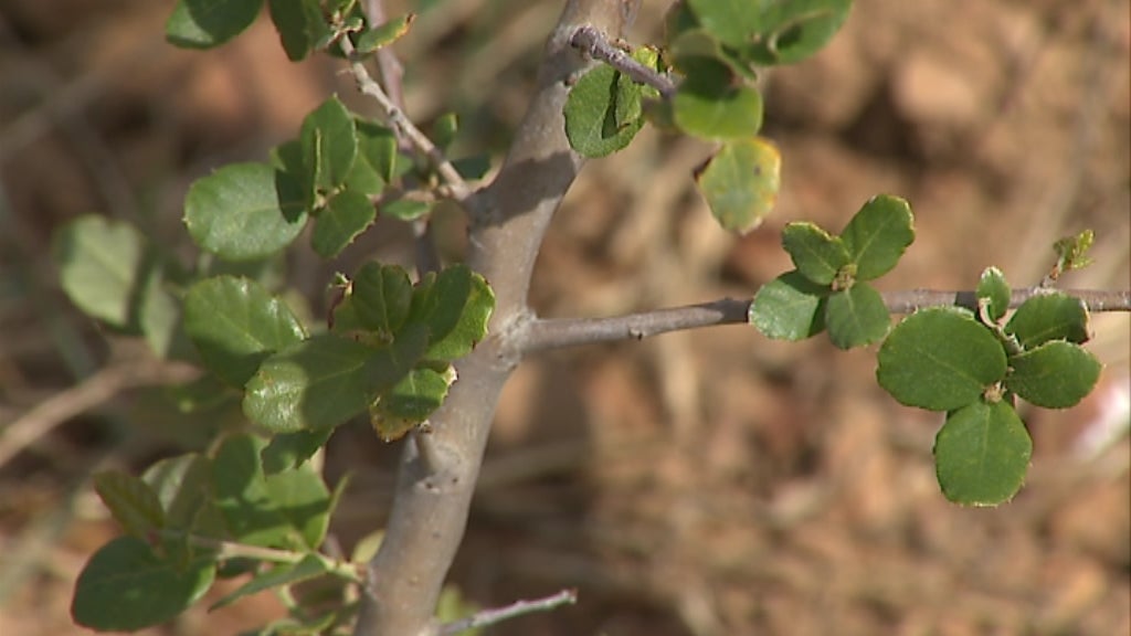Genoma dos sobreiros