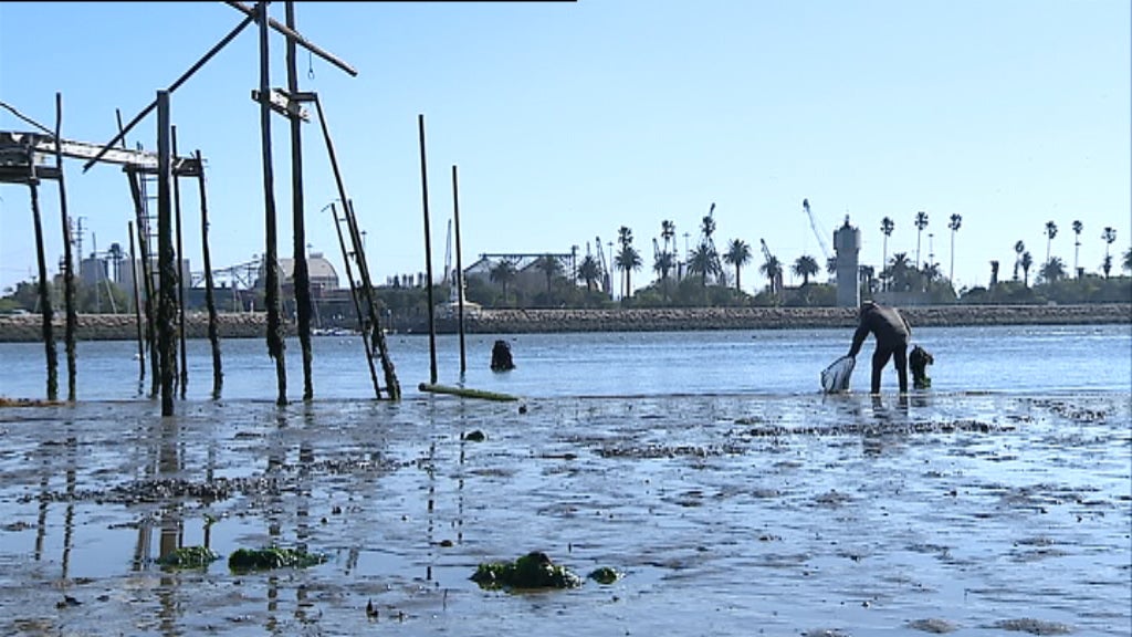 Comércio ilegal de bivalves