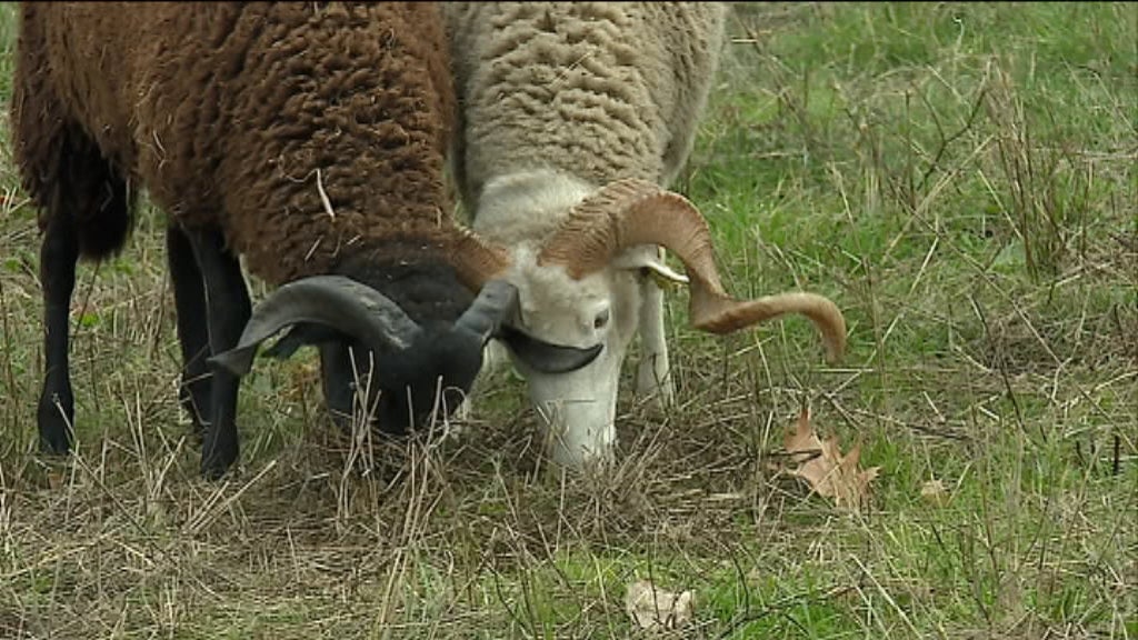 Candidatura ao programa SIPAM