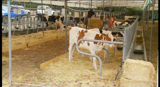 Agricultores do Pico importam vacas da Escócia