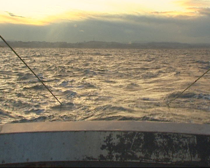 Crise da Ameijoa Branca