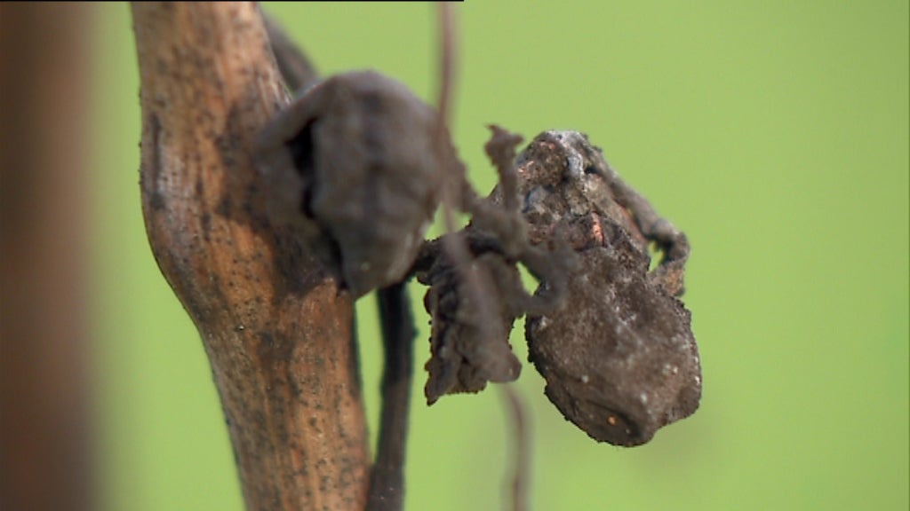 Crowdfunding da Casa de Mouraz