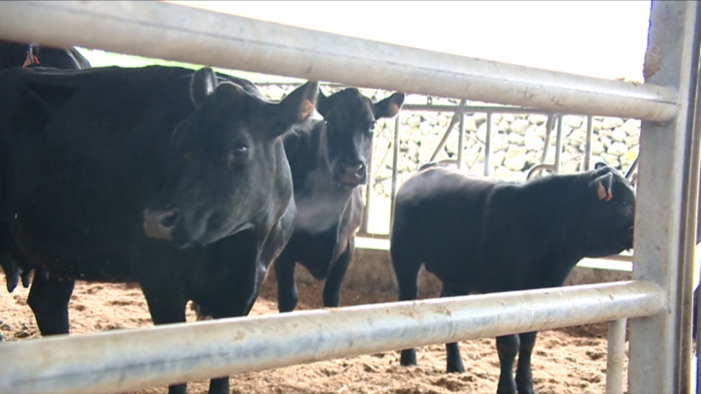 Bovinos Master Class 2