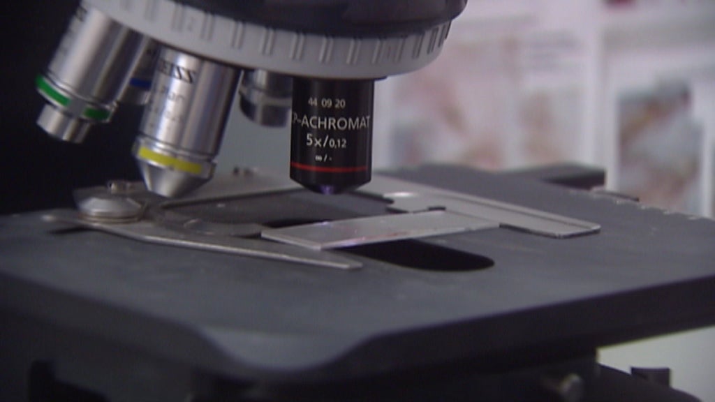 Alga invasora na Ilha de São Miguel