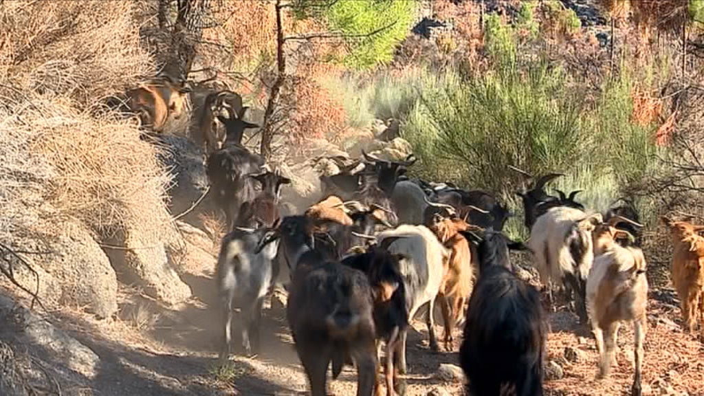 Incêndios e falta de água deixam gado sem alimento