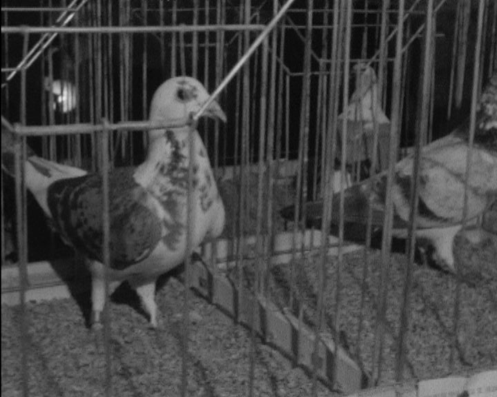 Exposição de pombos-correio em Vila Franca de Xira