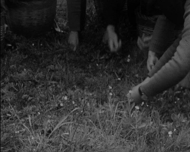 Quebra na produção de azeite