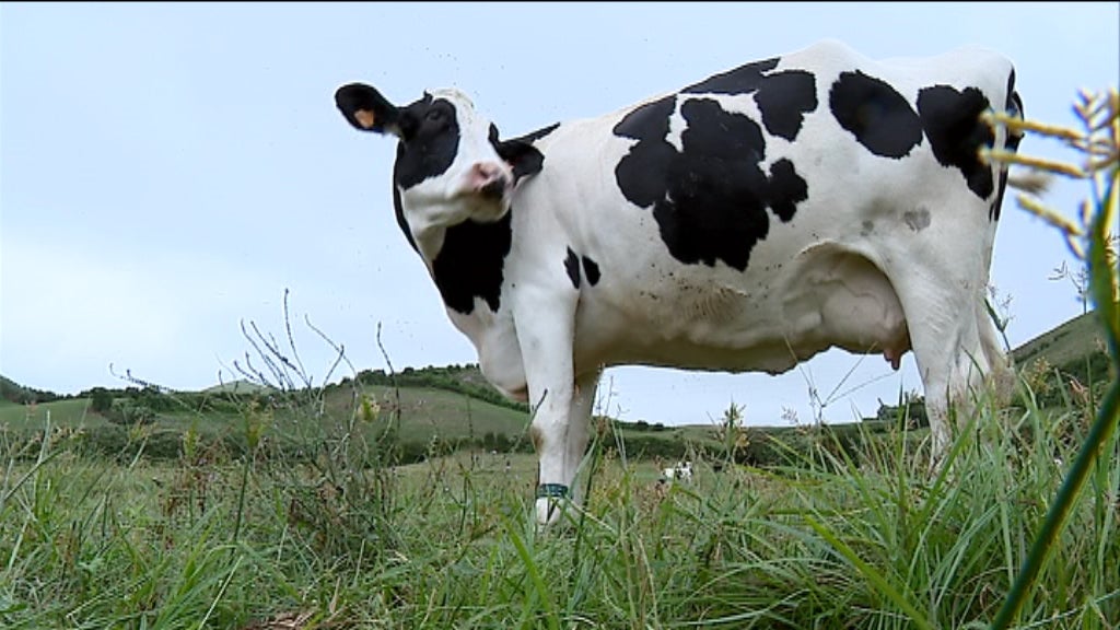 Redução da produção de bovinos