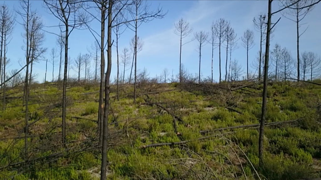 Pinhal do Rei em Leiria