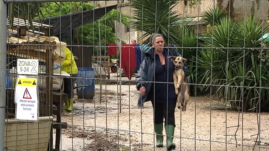 Estatuto para animais