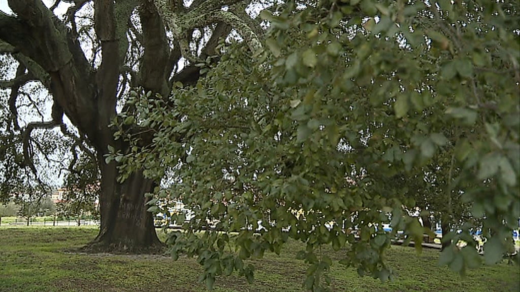 Sobreiro Assobiador candidato a Árvore Europeia do Ano