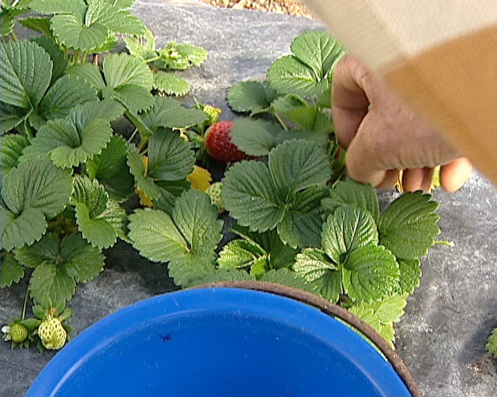 “Prove” um projecto dos produtores de Palmela