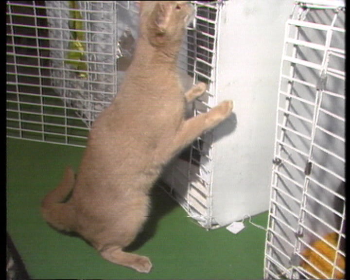 Exposição Internacional de Gatos