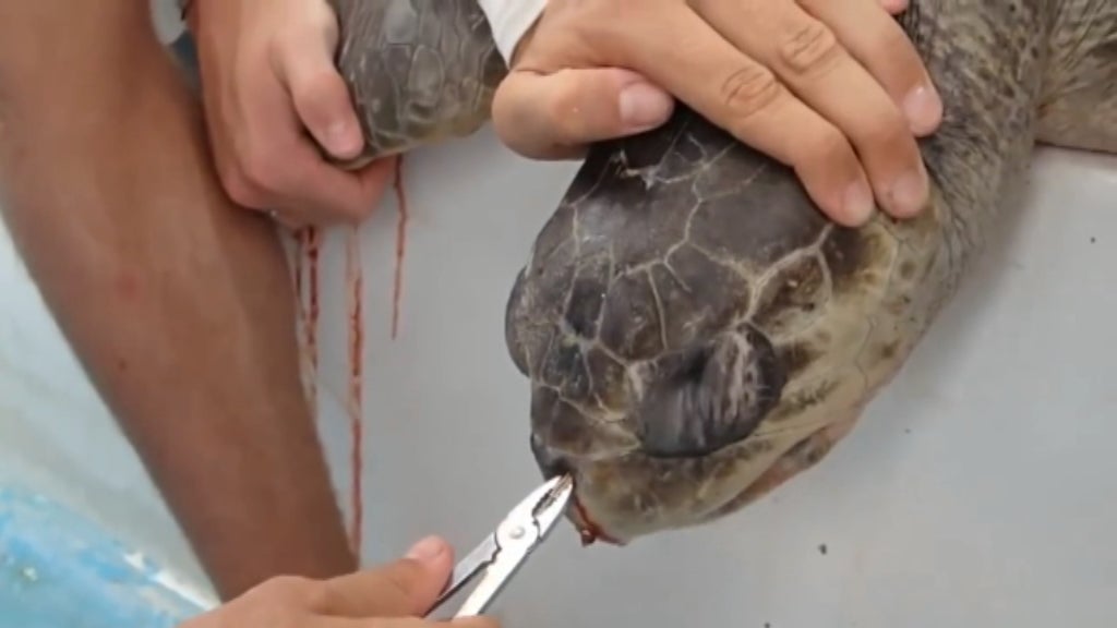 Política e ativismo na vida dos jovens em Portugal