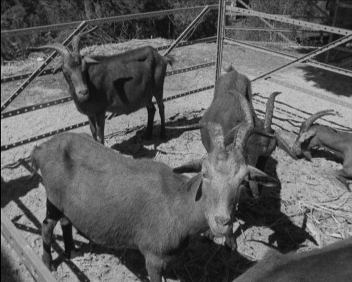 Feira de São Mateus e Grémio da Lavoura de Abrantes
