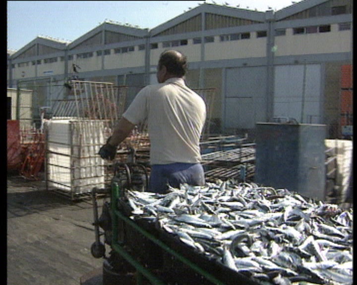 Pescadores regressam ao mar
