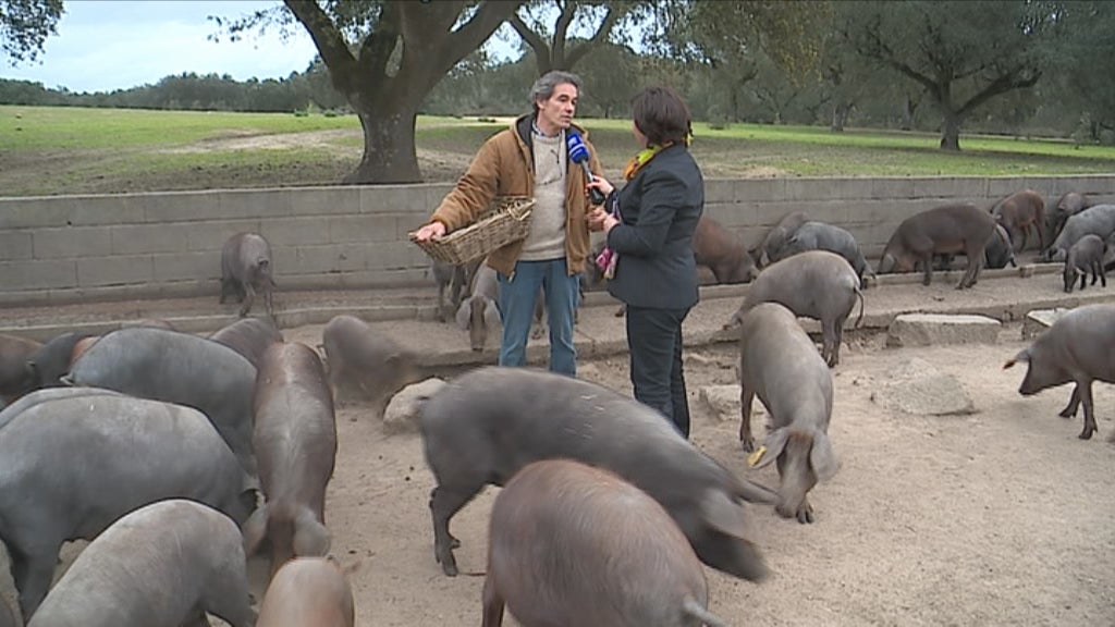 Semana da Bolota em Montemor-o-Novo I