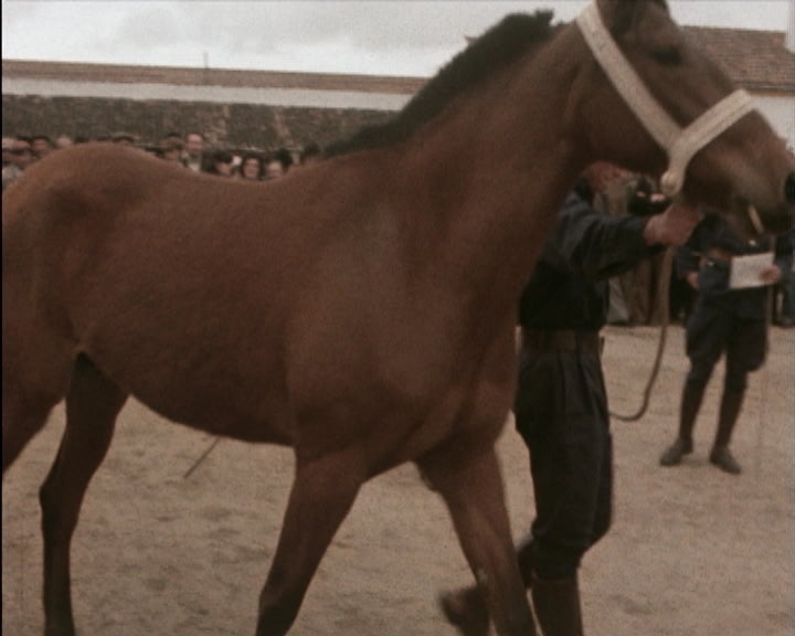Leilão de gado em Alter do Chão