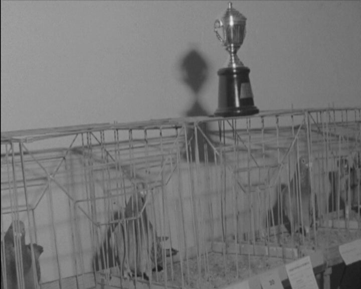 Exposição Columbófila em Évora