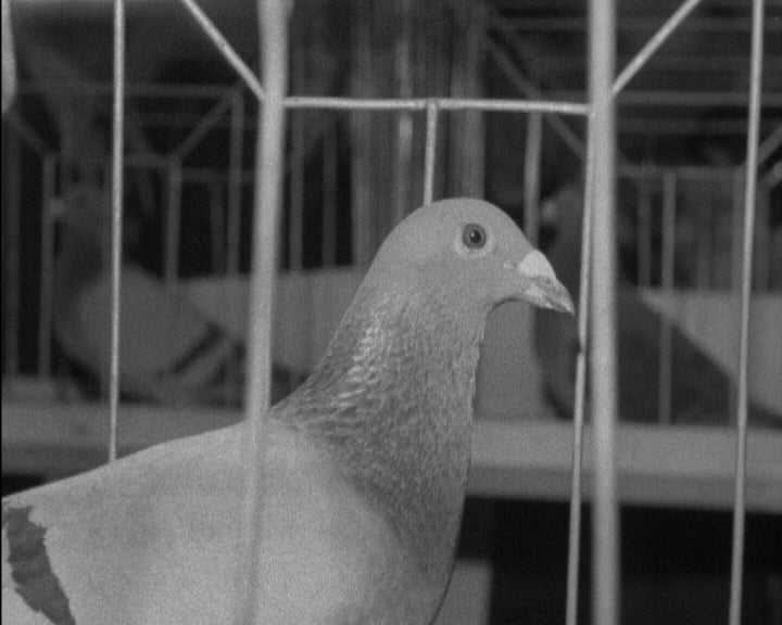 Exposição Columbófila em Salvaterra de Magos