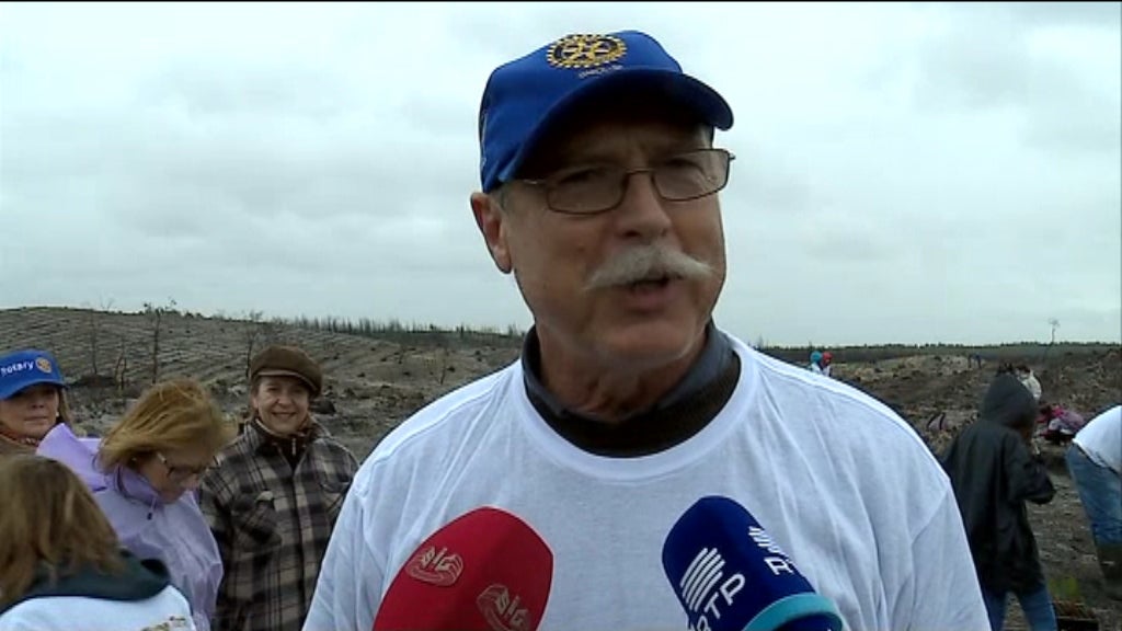 Reflorestação do Pinhal de Leiria