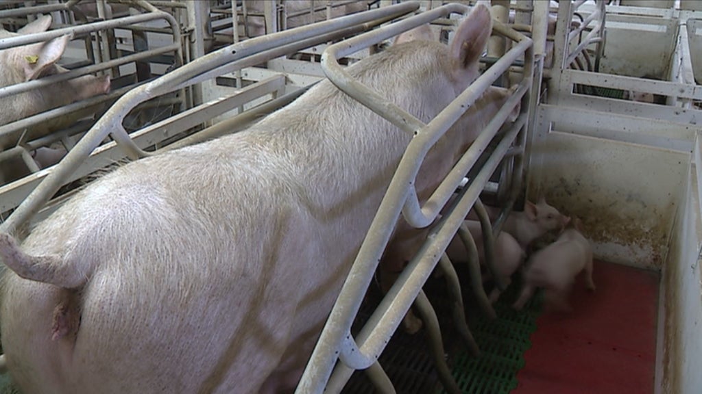 Contestação na suinicultura